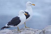 Kelp / Southern black backed gull {Larus dominicanus} pair, Antarctica