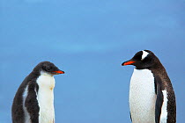 RF - Gentoo Penguin (Pygoscelis papua) adult with chick, Antarctica. (This image may be licensed either as rights managed or royalty free.)