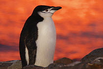 Chinstrap Penguin {Pygoscelis antarctica} at sunset, Antarctica