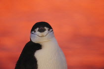 Chinstrap Penguin {Pygoscelis antarctica} at sunset, Antarctica
