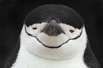 Chinstrap Penguin {Pygoscelis antarctica} head portrait, Antarctica