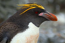 Macaroni penguin,{ Eudyptus chrysolophus} head portrait, Antarctica