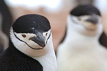 Chinstrap Penguin {Pygoscelis antarctica} Antarctica