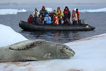 Tourists in inflatable boat watching Leopard seal {Hydrurga leptonyx} hauled out on ice, Antarctica 2008