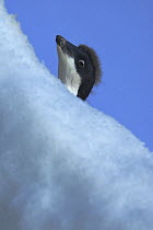 Adelie Penguin {Pygoscelis adeliae} chick viewed over ice, Antarctica