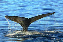 RF- Tail fluke of Humpback whale (Megaptera novaeangliae) diving, Antarctica. (This image may be licensed either as rights managed or royalty free.)