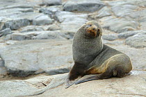Antarctic Fur Seal {Arctocephalus gazella} on rocks, Antarctica