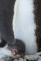Gentoo Penguin {Pygoscelis papua} chick peering out from under adult's body, Antarctica