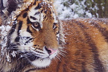 Siberian tiger {Panthera tigris altaica} in snow, captive