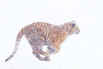 Siberian tiger {Panthera tigris altaica} running in snow, captive