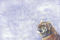 Siberian tiger {Panthera tigris altaica} looking up in snow, captive