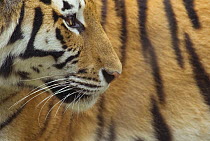 Siberian tiger {Panthera tigris altaica} captive