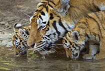 Siberian tiger {Panthera tigris altaica} mother and two young cubs drinking, captive