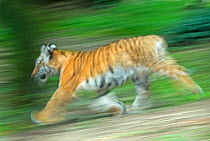 RF- Siberian tiger (Panthera tigris altaica) soft focus cub running, captive. (This image may be licensed either as rights managed or royalty free.)
