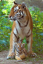 RF- Siberian tiger (Panthera tigris altaica) mother with young cub resting between her legs, captive. (This image may be licensed either as rights managed or royalty free.)
