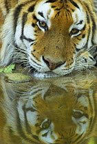 Siberian tiger {Panthera tigris altaica} resting beside water, captive