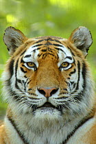 Siberian tiger {Panthera tigris altaica} face portrait, captive
