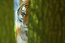 Siberian tiger {Panthera tigris altaica} partially viewed through tree trunks, captive
