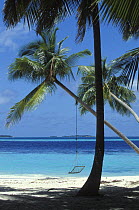 Palm tree with swing on Kuda Bandos Island, Maldives 1996