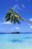 Palm tree and boat, Kuda Bandos Island, Maldives 1996
