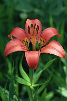 Wood lily {Lilium philadelphicum} flower, USA