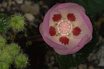 Desert five spot {Malvastrum / Eremalche rotundifolia} flower, USA