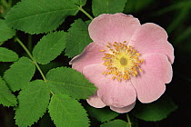 Nootka rose {Rosa nutkana} flower, USA