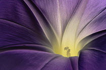 Morning glory {Ipomoea sp} inside flower close-up, USA
