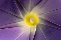 Morning glory {Ipomoea sp} close up of flower, USA