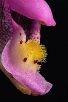 Fairy slipper orchid {Calypso bulbosa} close up of flower, USA