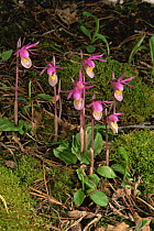Fairy slipper orchids {Calypso bulbosa} flowering in woodland, Colorado, USA