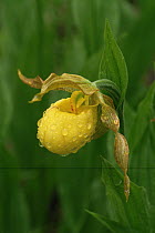 Yellow lady's slipper orchid {Cypripedium calceolus} after rain, USA