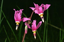 Shooting star flowers {Primula pauciflora} USA