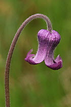 Sugarbowl clematis flower {Clematis hirsutissima} Colorado, USA