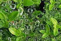 Dew drops on spider's web, Colorado, USA