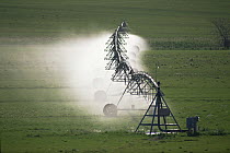 Irrigation of field using center pivot sprinkler, Colorado, USA