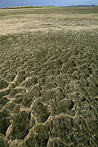 Detail of algal mat on exposed soil, King Ranch, Laguna Madre, Texas, USA