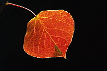 Aspen leaf {Populus tremula} USA