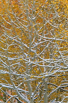Aspen tree {Populus tremula} after the first snow of winter, Colorado, USA