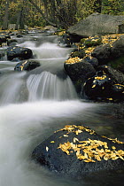 Fallen Aspen leaves {Populus tremula} on rocks in river, Colorada, USA