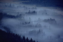 Kawuneeche Valley in fog, Rocky Mountain NP, Colorada, USA