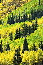 Aspen trees {Populus tremula} and evergreens on hillside, Colorado, USA