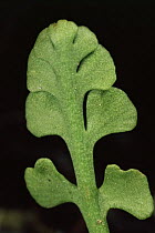 Mooonwort {Botrychium echo} leaf USA