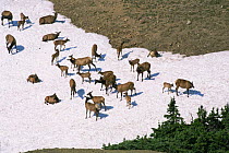 Elk {Cervus canadensis} herd on snow on alpine tundra, Colorado, USA