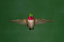 Broad tailed hummingbird {Selasphorus platycercus} hovering, USA