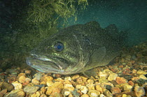 Largemouth bass {Micropterus salmoides} USA