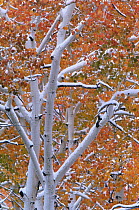 Aspen tree {Populus tremula} with the first snow of winter, USA