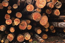 Stack of cut logs from clearcut rainforest, Washington, USA