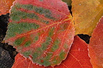 Aspen tree {Populus tremula} fallen autumn leaves, USA