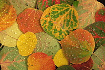 Aspen tree {Populus tremula} fallen autumn leaves, USA